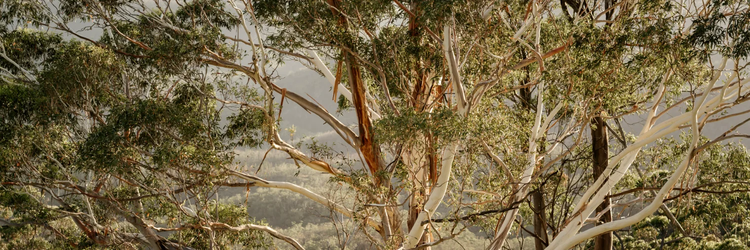 eucalyptus banner